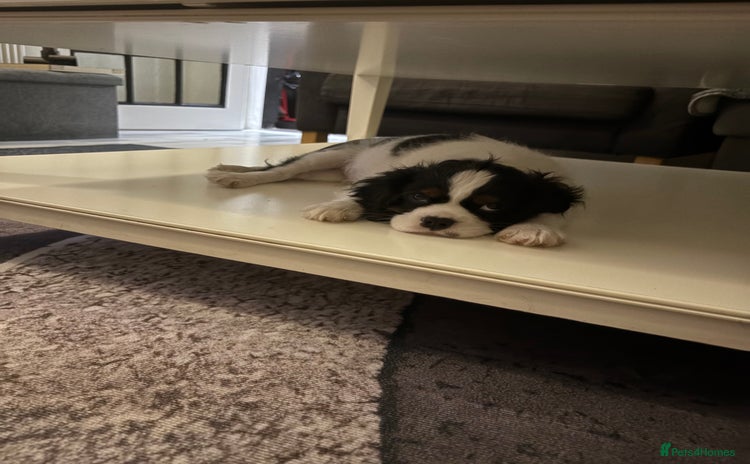Cavalier King Charles Spaniel dogs - Advert 2