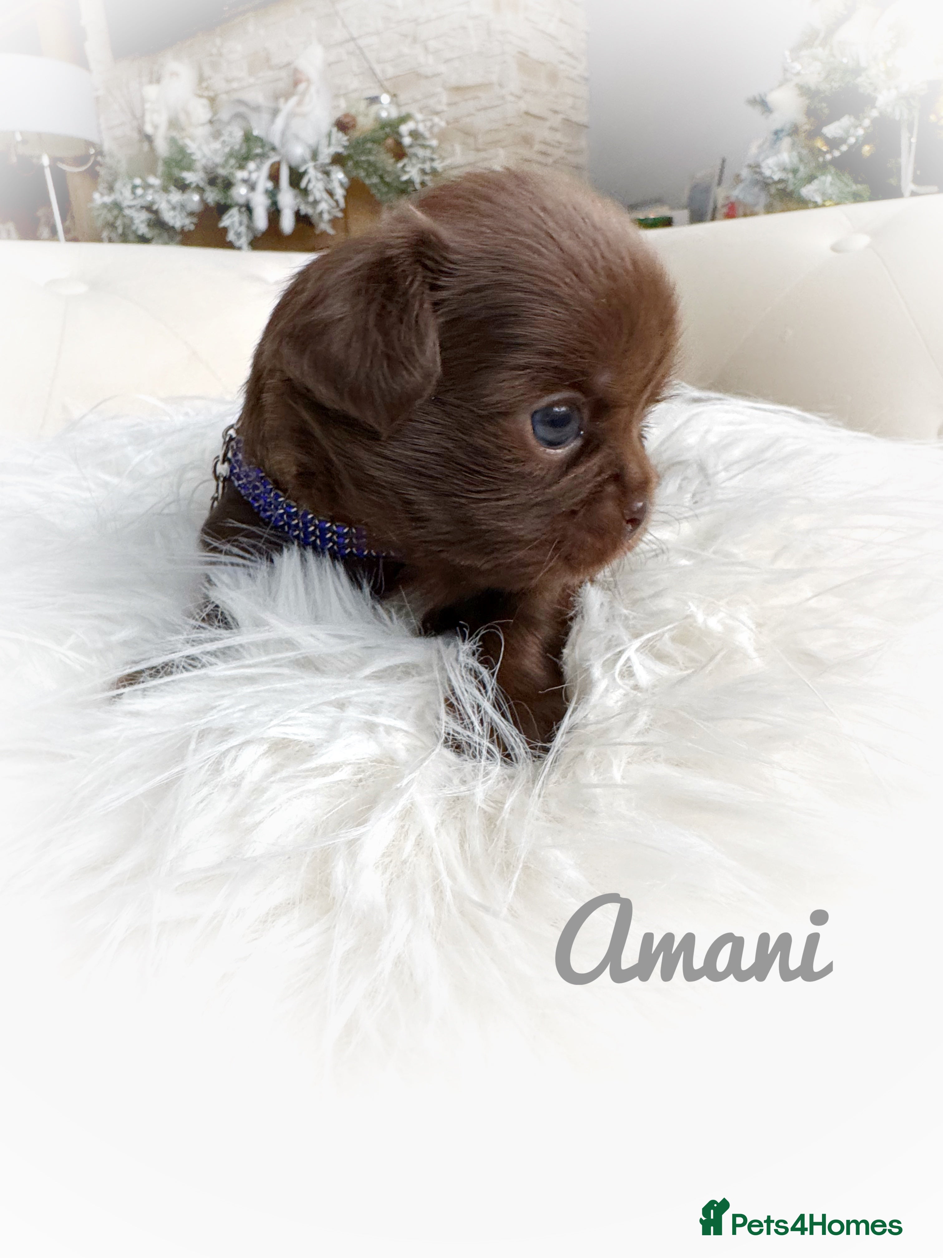 Chihuahua dogs Kc reg chocolate and lilac LC quality puppies - Advert 1