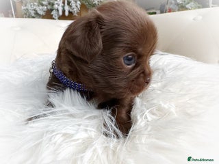 Chihuahua dogs Kc reg chocolate and lilac LC quality puppies - Advert 5