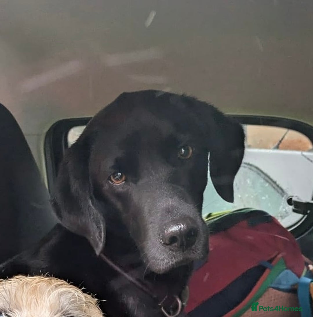 Labrador Retriever dogs for sale: Stunning litter of 8 pedigree Labrador Puppies - Image 9
