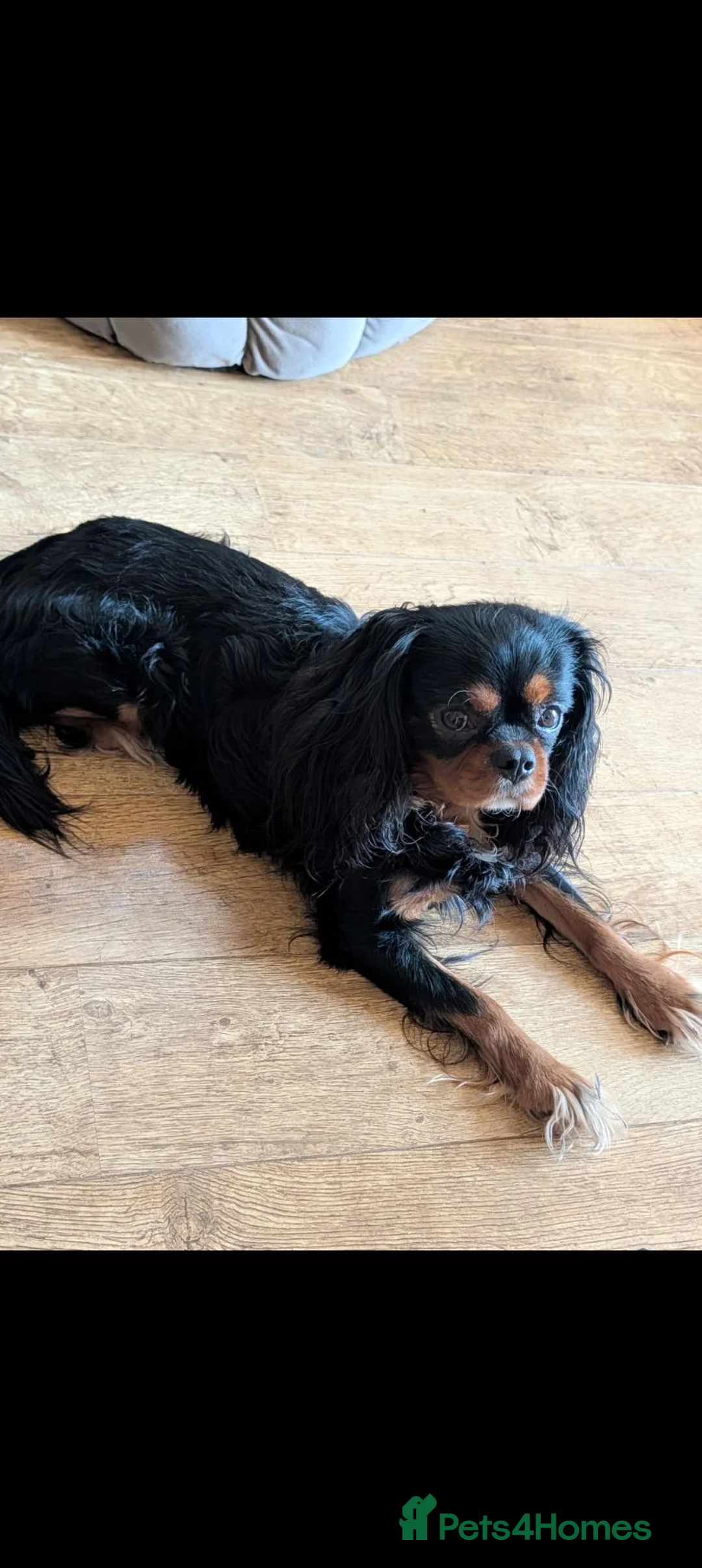 Cavalier King Charles Spaniel dogs for sale: 3 year old boy in Nottingham - Advert 2