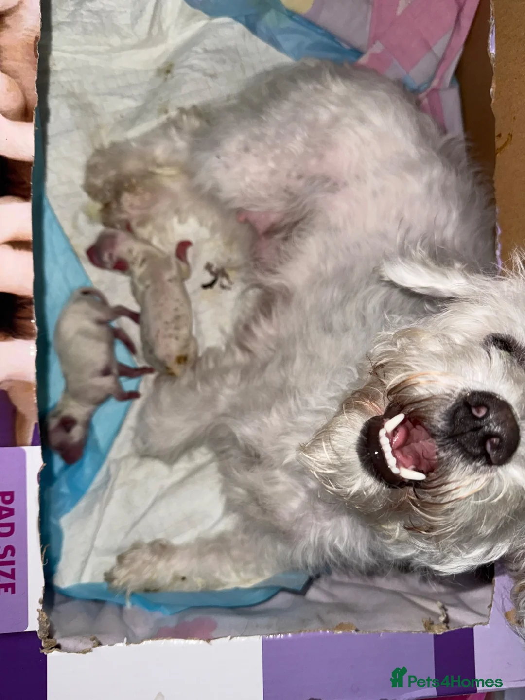 Bichon Frise dogs for sale: Bichon Puppies  - Advert 2