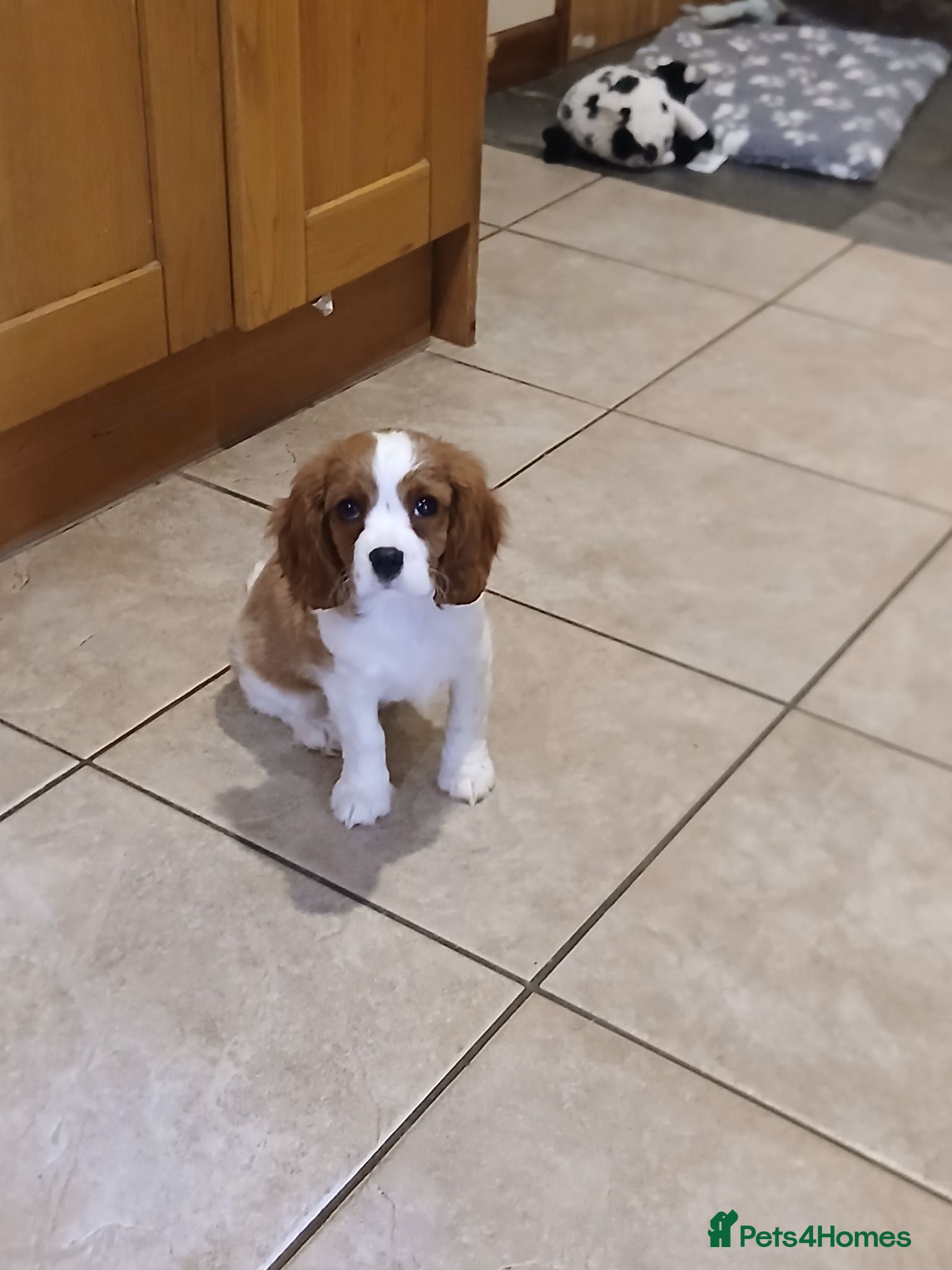 Cavalier King Charles Spaniel dogs  Health tested puppies ready now - Advert 1