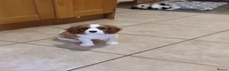 Cavalier King Charles Spaniel dogs for sale:  Health tested puppies ready now - Advert 3