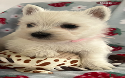West Highland Terrier dogs for sale: Westie puppies available  - Image 3