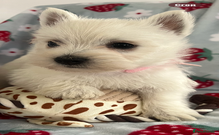 West Highland Terrier dogs - Advert 5