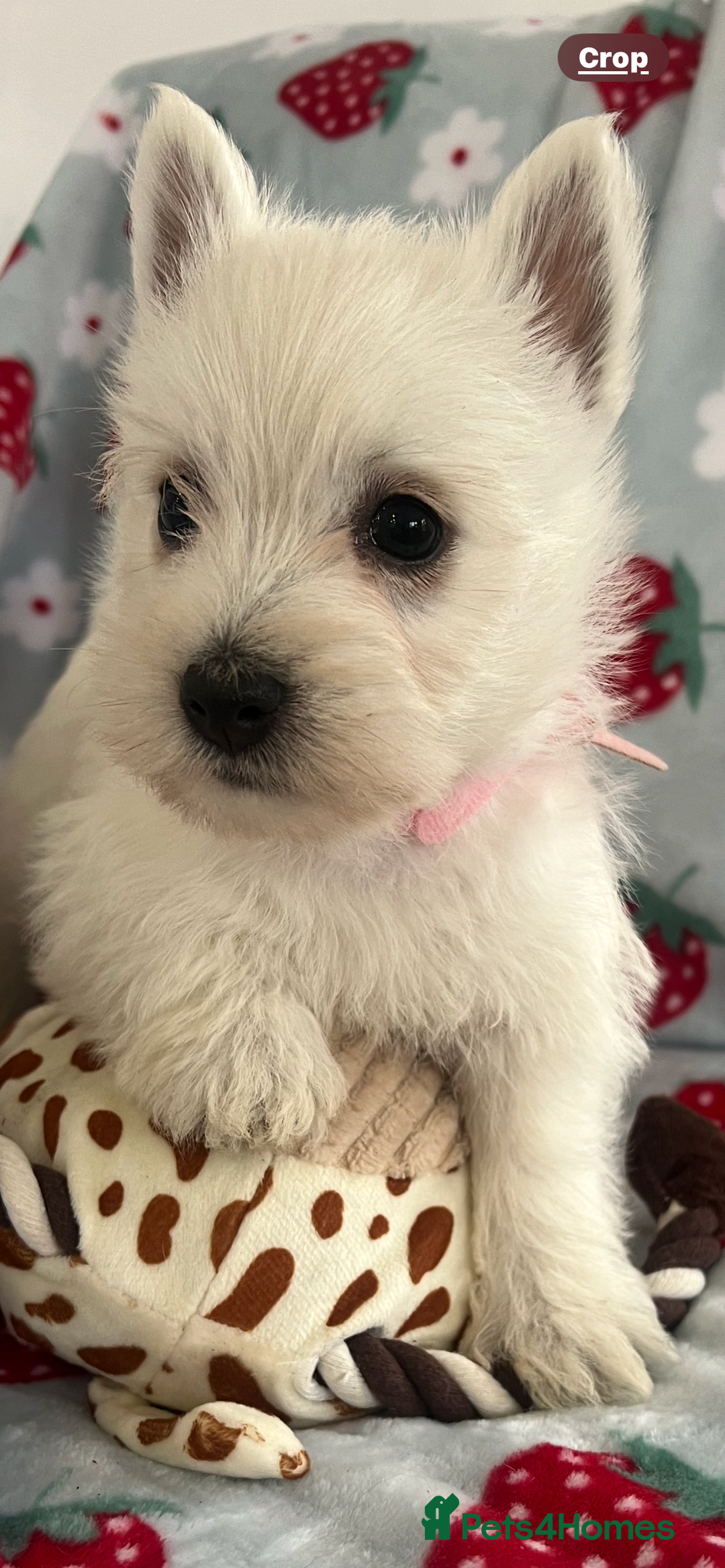 West Highland Terrier dogs for sale: Westie puppies available  - Image 3