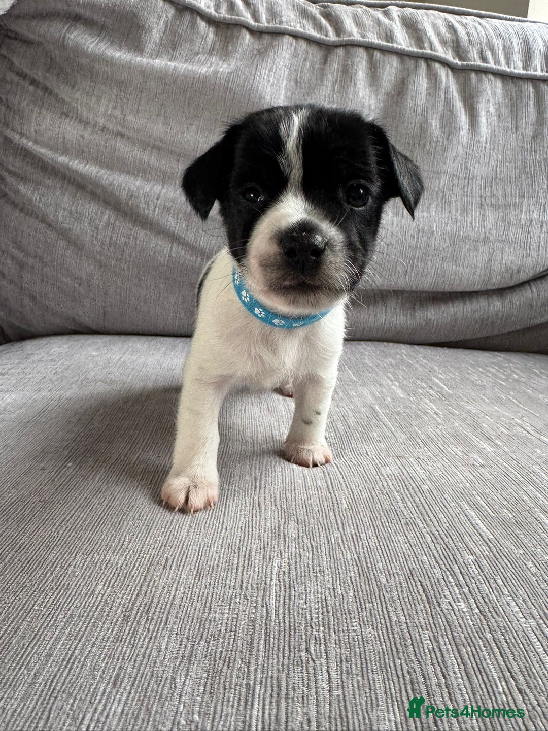 Mixed Breed dogs for sale: Cavalier King Charles Spaniel X Jack Russell - Advert 7