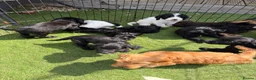 Cockapoo dogs for sale: 12 stunning cockapoo puppies ready now - Advert 8