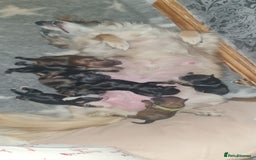 Chorkie dogs for sale: Outstanding Chihuahua x Yorkshire Terrier puppies  - Advert 11