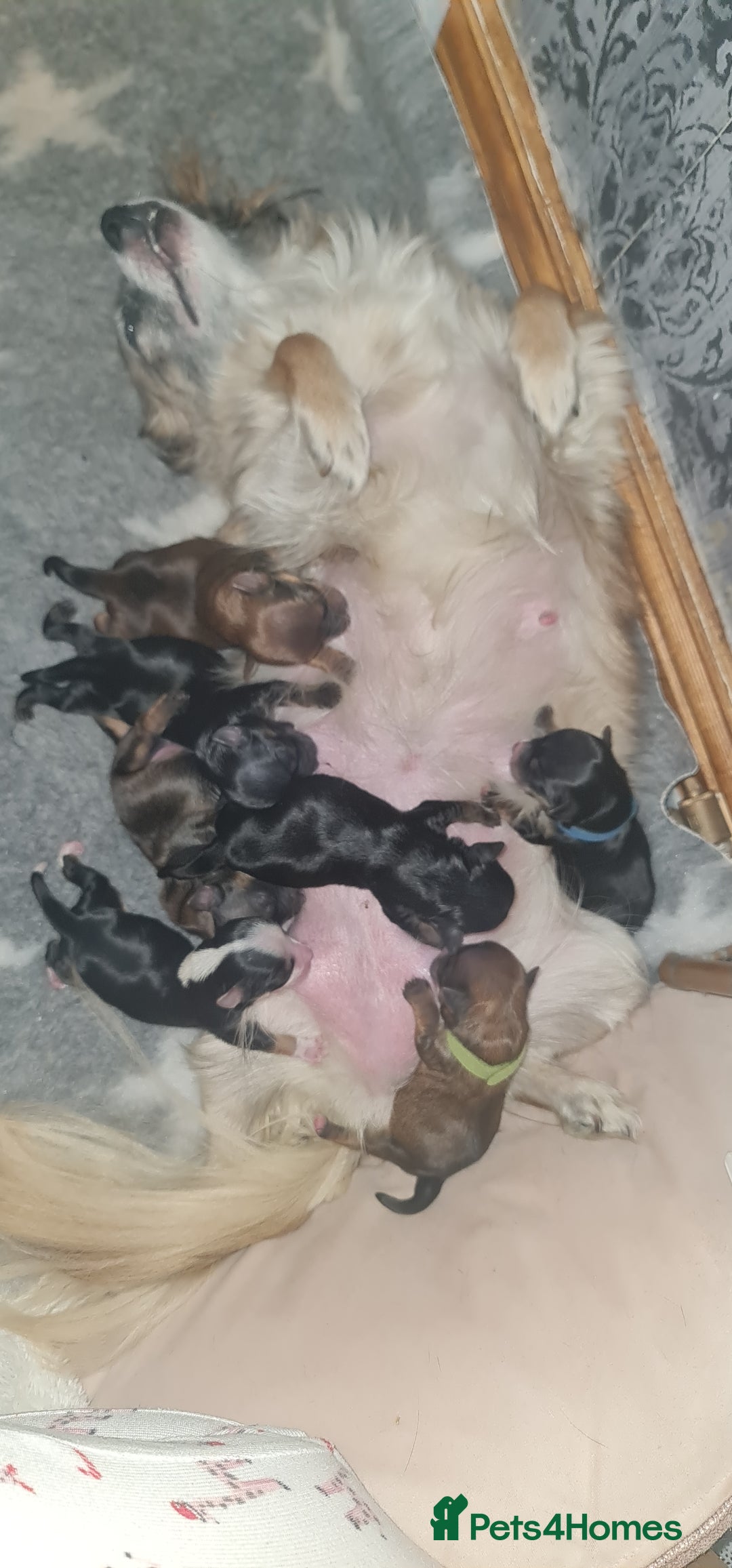 Chorkie dogs for sale: Outstanding Chihuahua x Yorkshire Terrier puppies  - Advert 11
