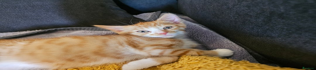 Domestic Shorthair Kitten 2