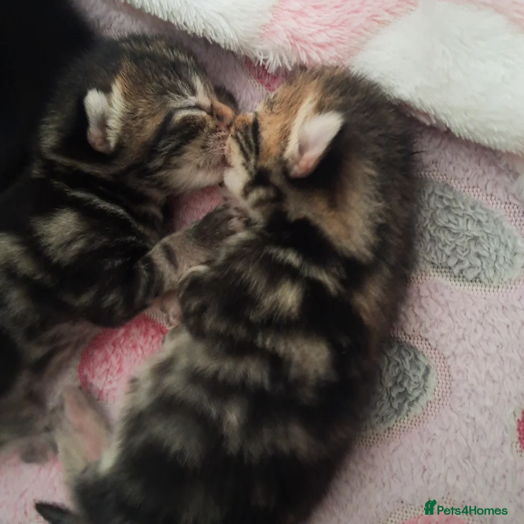Mixed Breed cats for sale: Gorgeous boy kittens  in Leeds - Advert 2