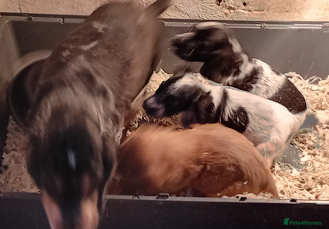 Cocker Spaniel dogs for sale: Cocker Spaniel pups  - Advert 1