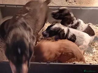 Cocker Spaniel dogs Cocker Spaniel pups - Advert 4