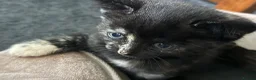 Mixed Breed cats for sale: Female kitten  - Advert 8