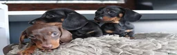 Miniature Dachshund dogs for sale: Beautiful miniature dachshund puppies  - Advert 10