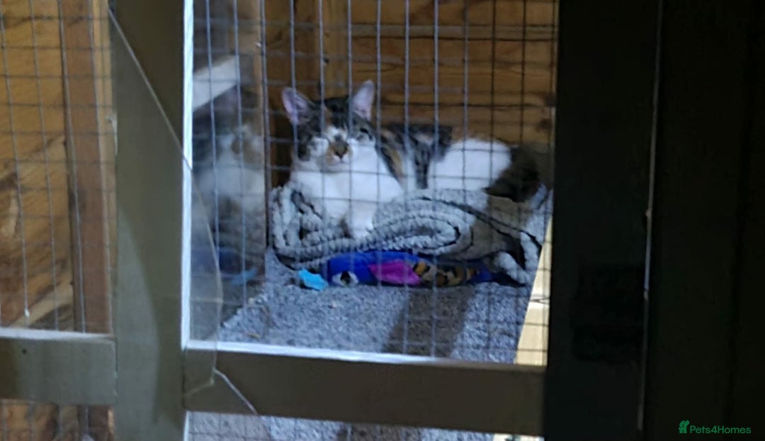 Mixed Breed cats for sale: Tabby girl Luna  - Advert 1