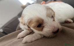 Mixed Breed dogs for sale: Tiboodle Puppies – Toy Poodle x Tibetan Terrier - Image 2