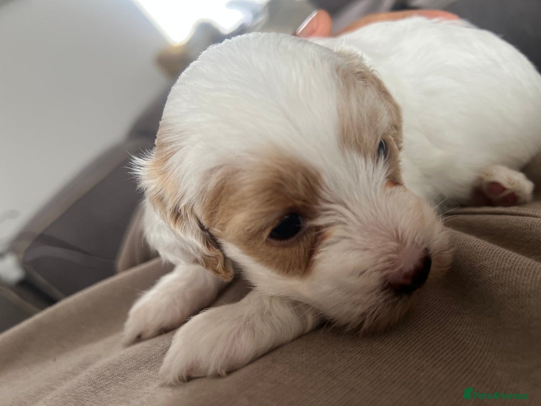 Mixed Breed dogs for sale: Tiboodle Puppies – Toy Poodle x Tibetan Terrier - Image 2