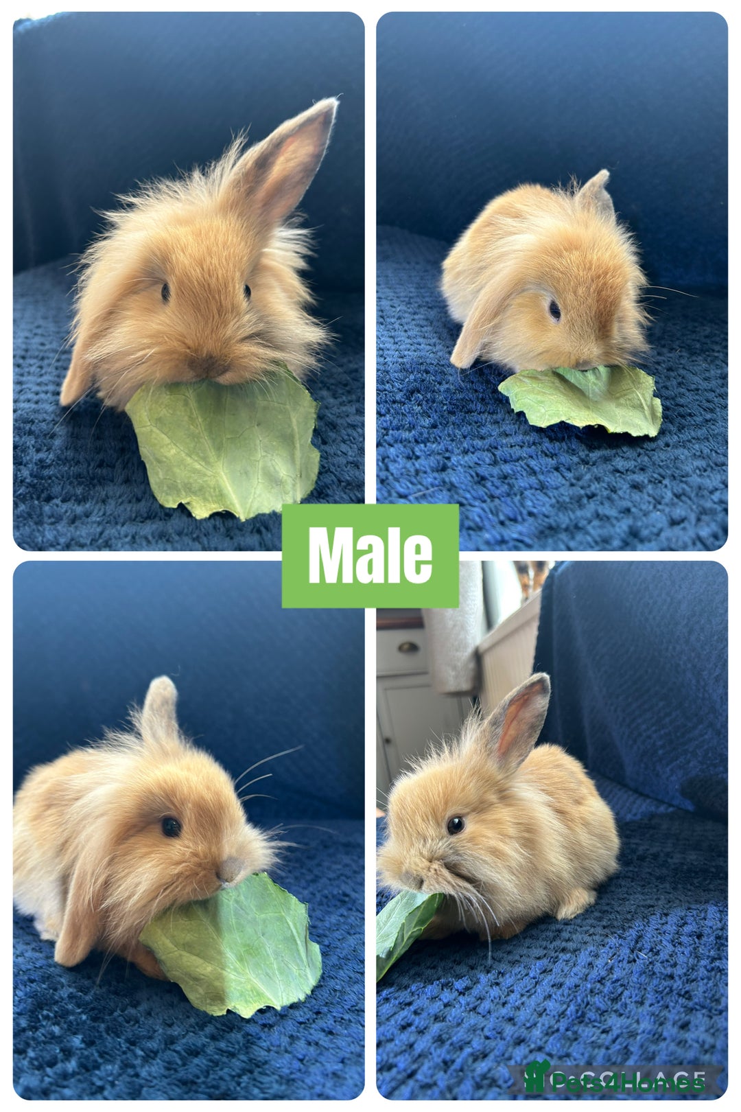 Mini Lion Lop rabbits for sale: Mini lion lop - Image 4