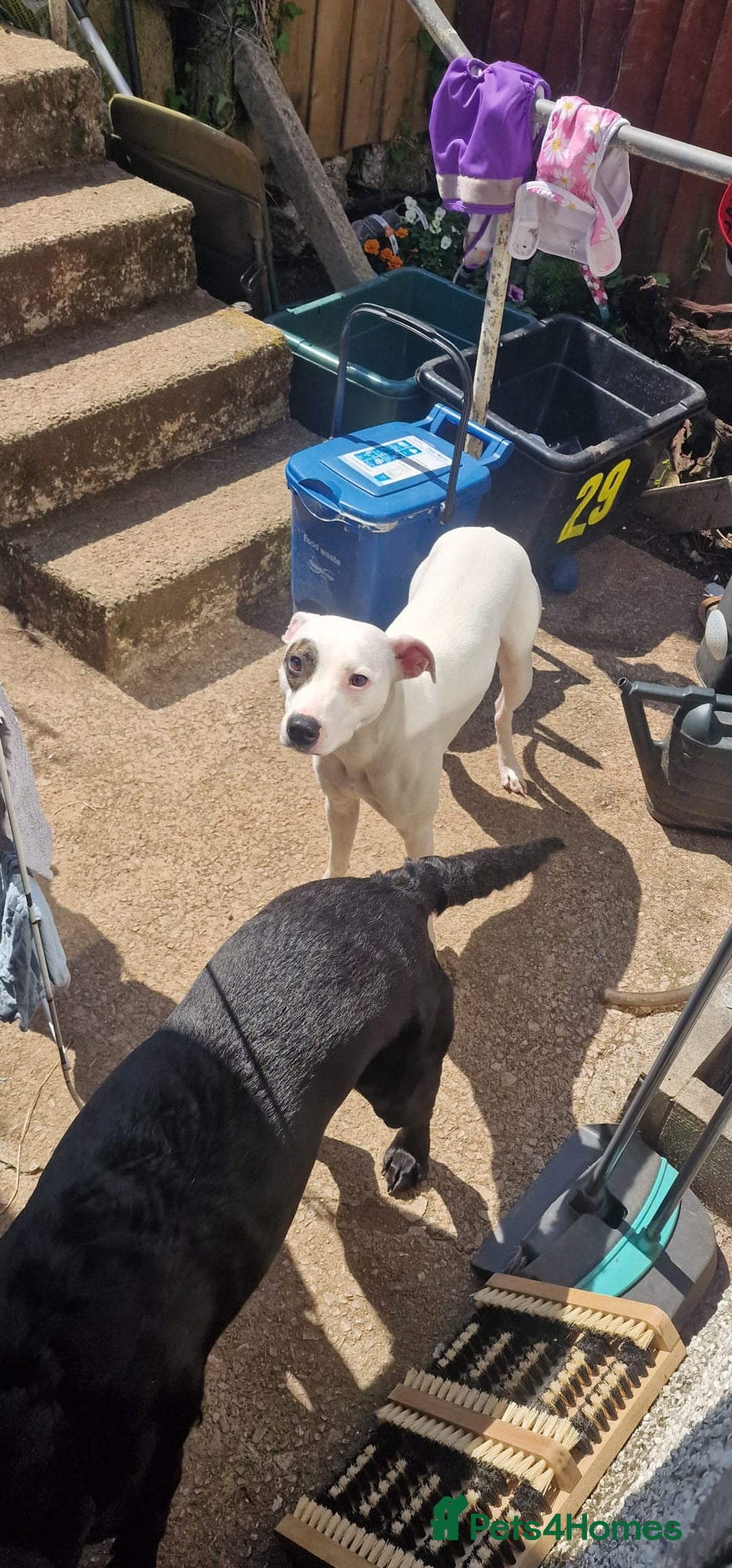 Mixed Breed dogs for sale: Staffy-Lurcher CROSS Border Collie  - Advert 3