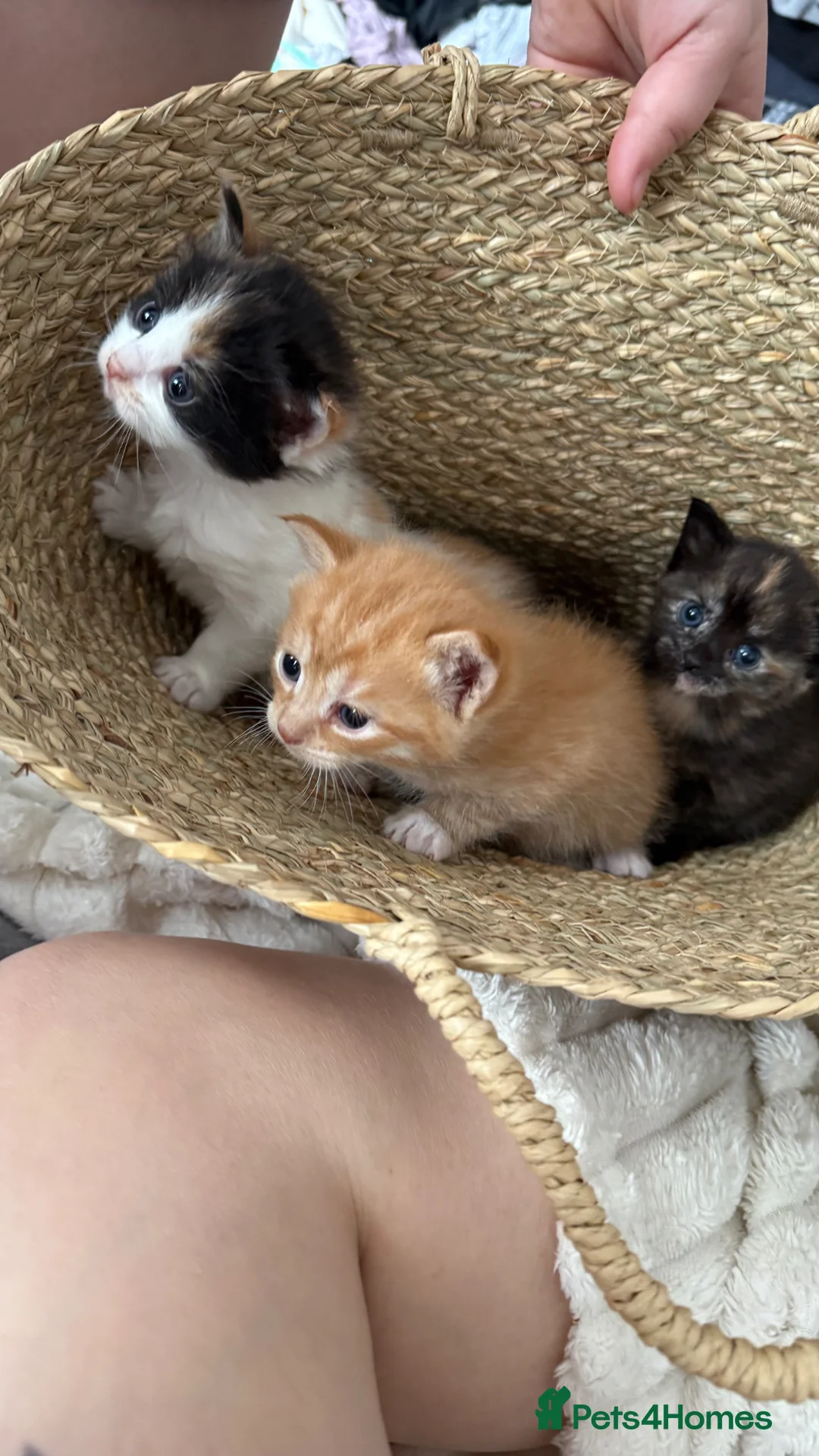 Mixed Breed cats for sale: 2 little kittens left. - Advert 9