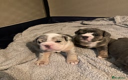 English Bulldog dogs for sale: New English bull dogs  - Image 18