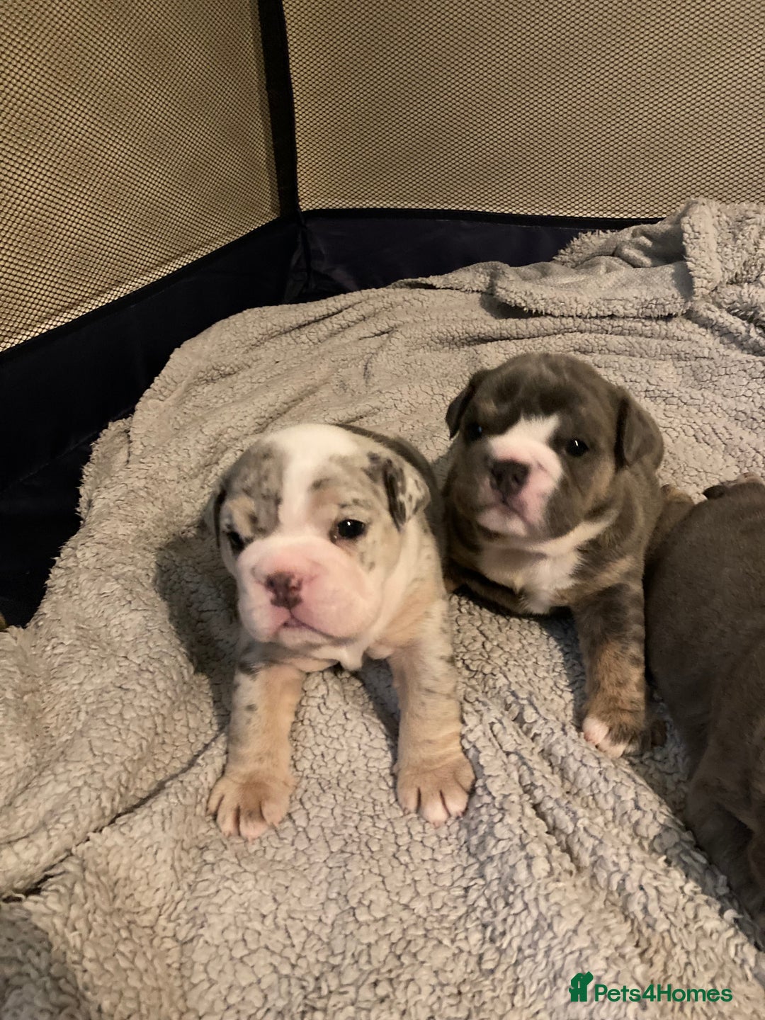 English Bulldog dogs for sale: New English bull dogs  - Image 18