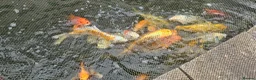 Koi Carp fish for sale: Koi fish for sale due to moving house - Advert 4