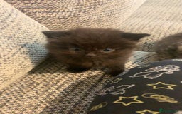 British Longhair cats for sale: Kitten for sale -Highbridge- - Image 2