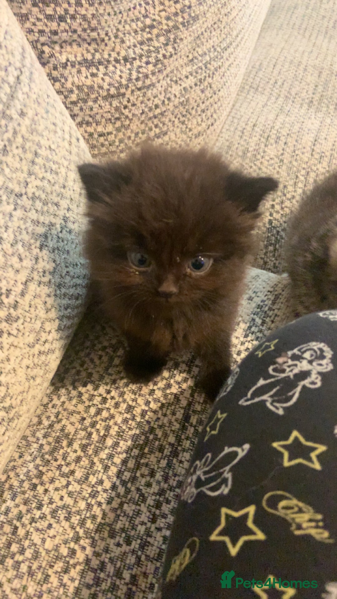 British Longhair cats for sale: Kitten for sale -Highbridge- - Image 2