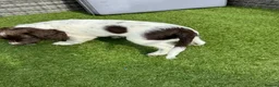 English Springer Spaniel dogs for sale: Springer Spaniels 4 x Boys in Wakefield - Advert 7