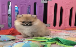Pomeranian dogs for sale: 🔥XXXS🔥Pomeranian puppies🔥KC reg🔥for sale🔥 - Image 1