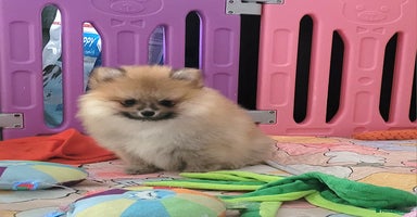 Pomeranian dogs - Advert 4