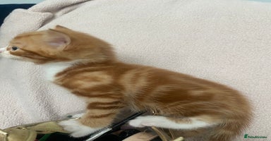 Mixed Breed cats - Advert 6
