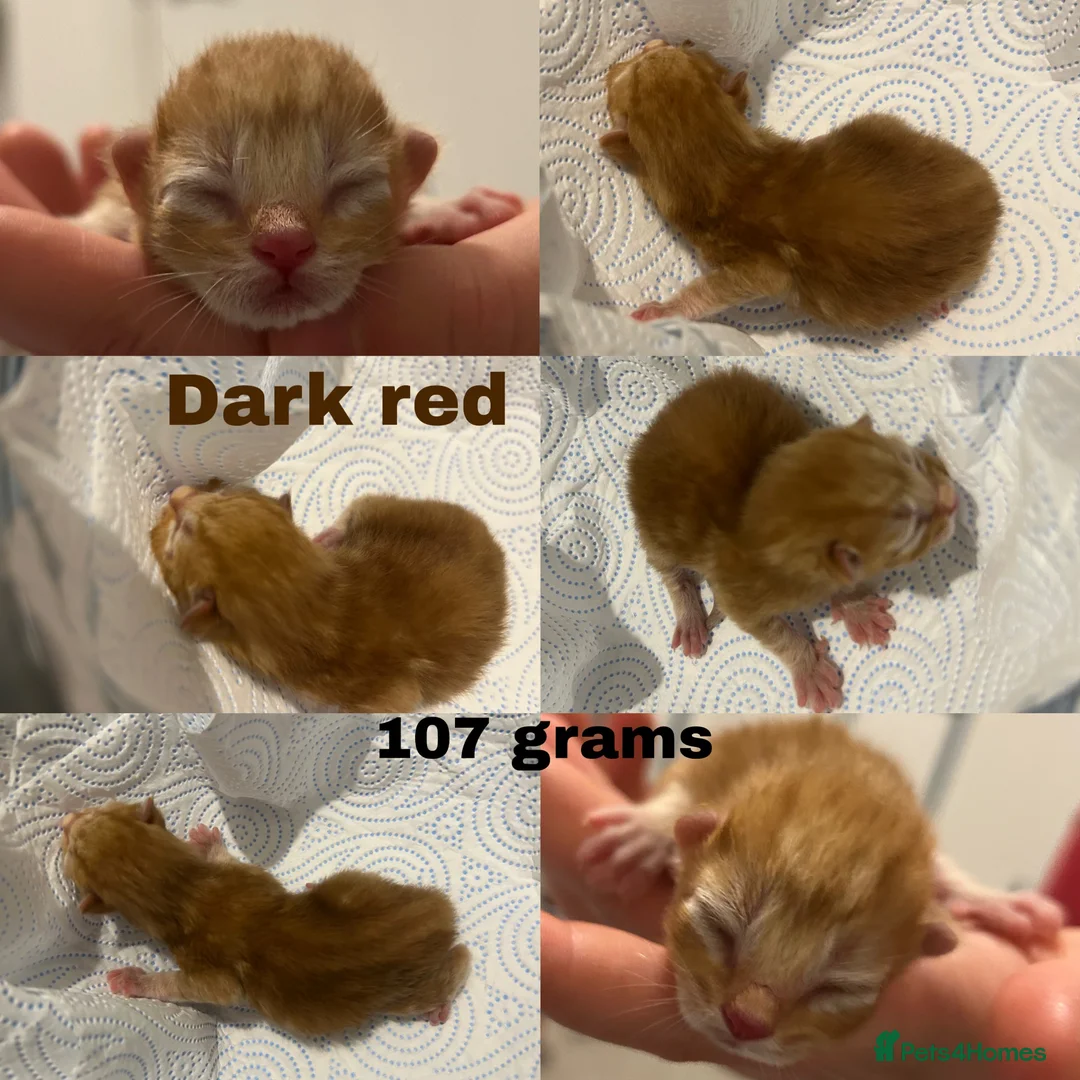 Mixed Breed cats for sale: Beautiful Ginger & Tortoiseshell Kittens in Faringdon - Advert 2