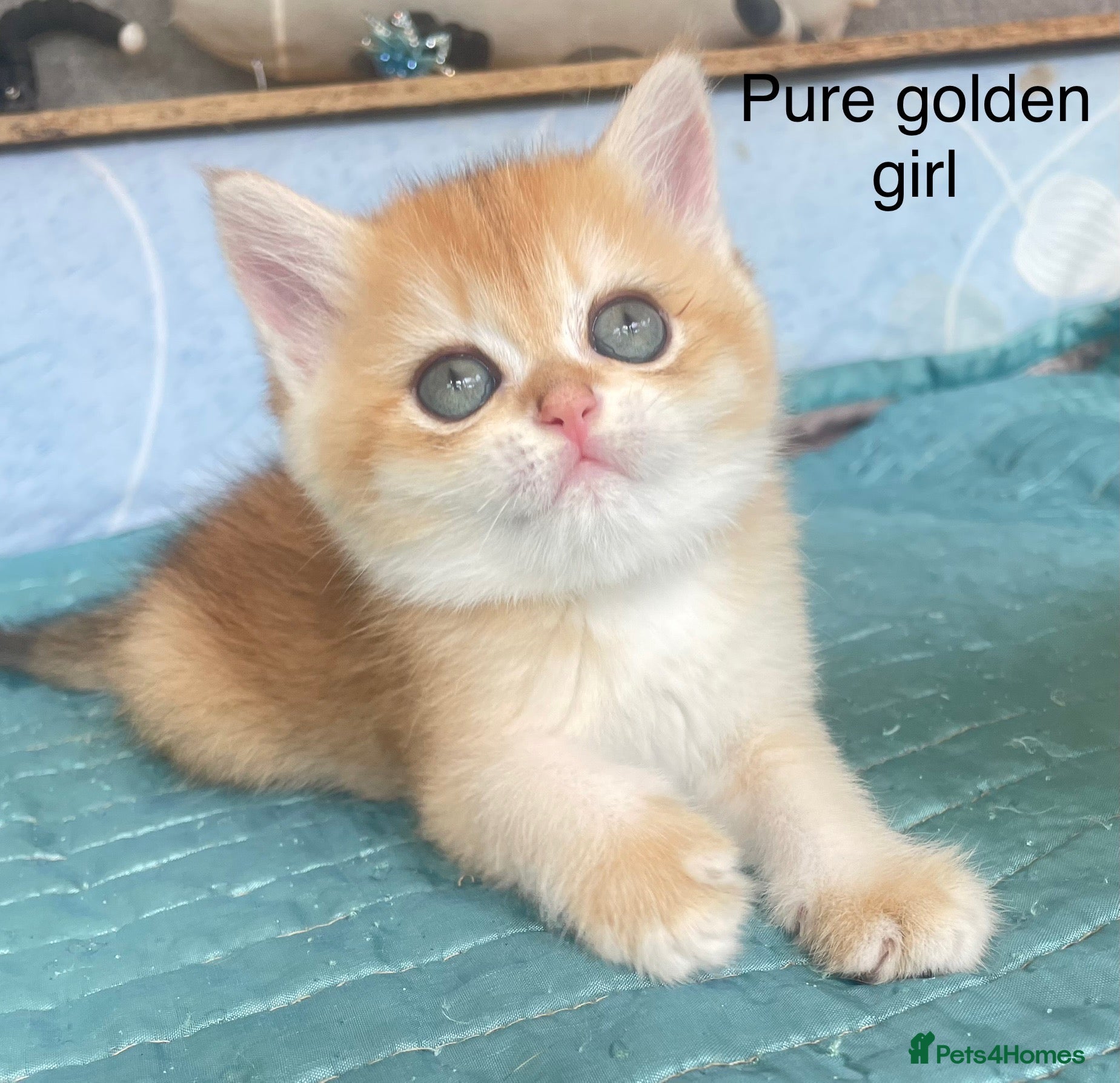 British Shorthair cats Beautiful golden British shorthair  - Advert 2