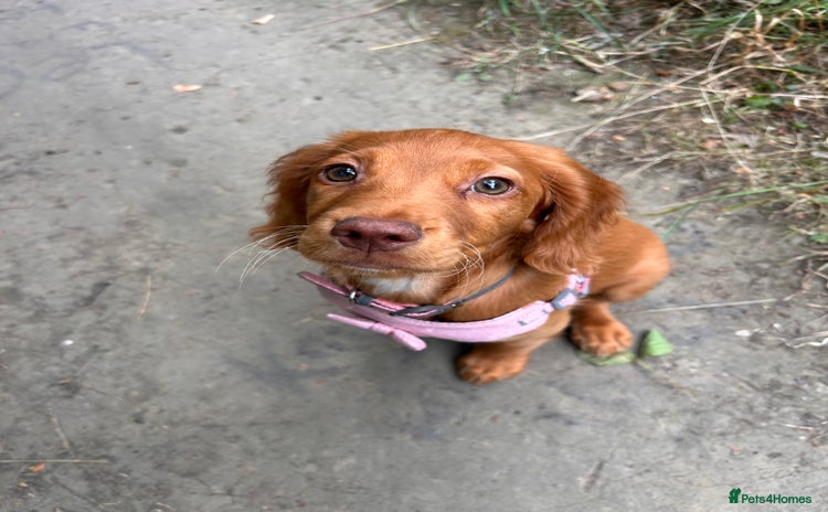 Cocker Spaniel dogs - Advert 1