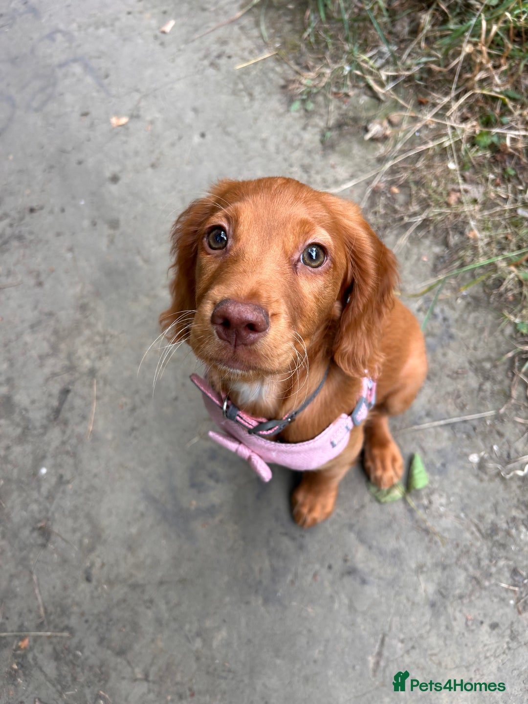 Cocker Spaniel dogs for sale: Regrettable sale - Image 1