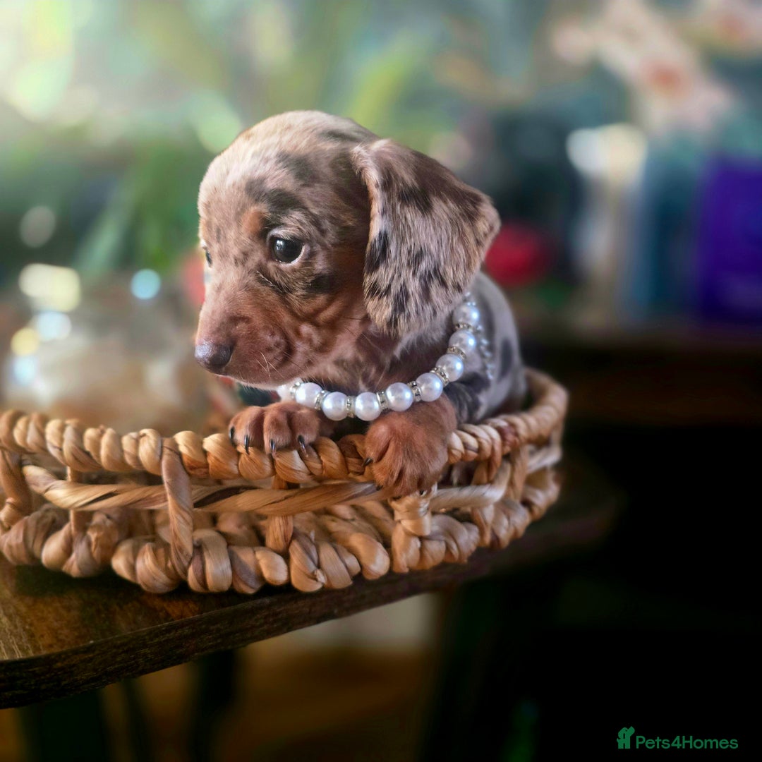 Miniature Dachshund dogs for sale: Quality extra tiny miniature daschund  - Advert 15