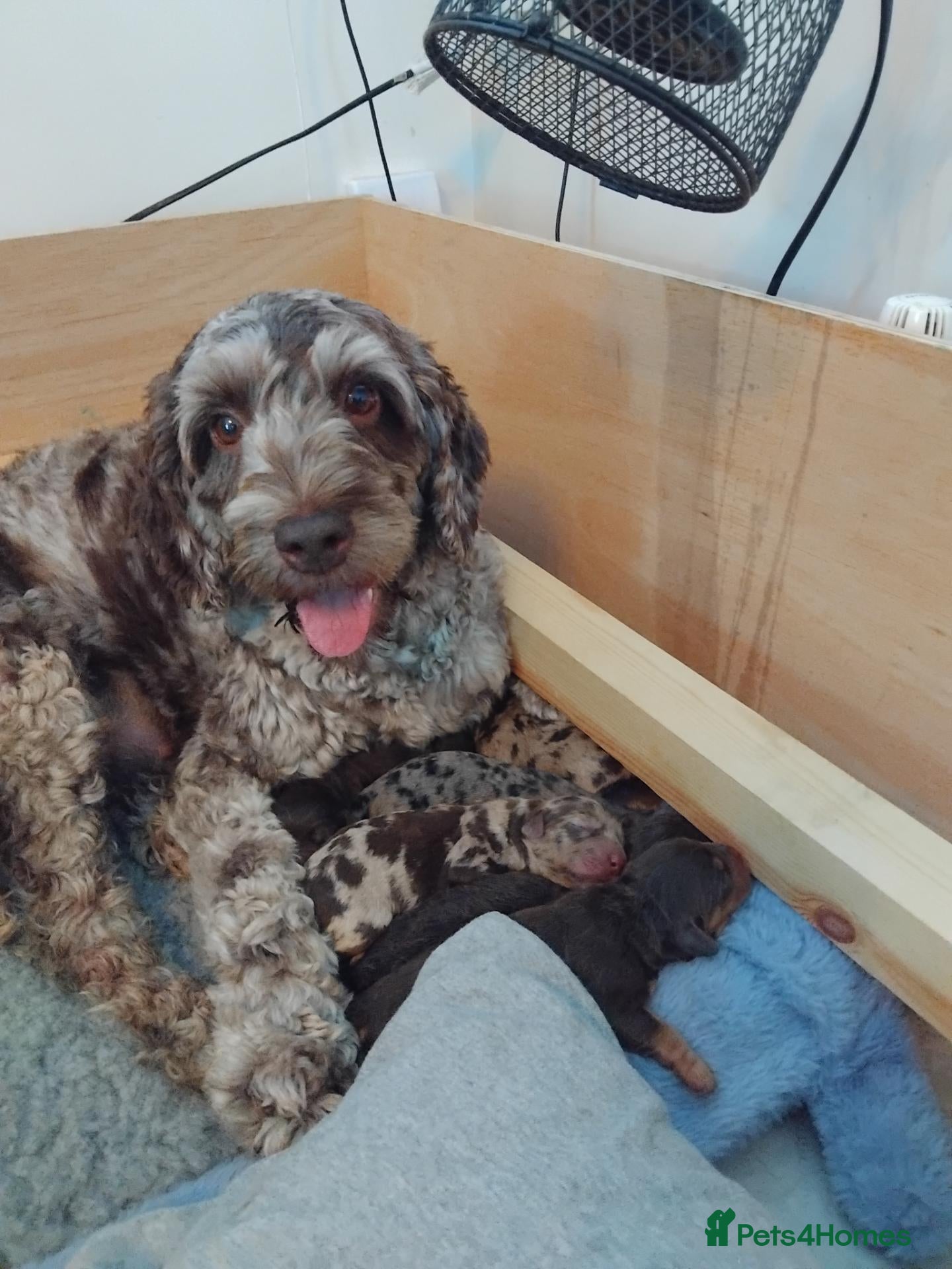 Cockapoo dogs 🐾 Beautiful Cockapoo Puppies 🐾75%cocker25%poodle - Advert 7