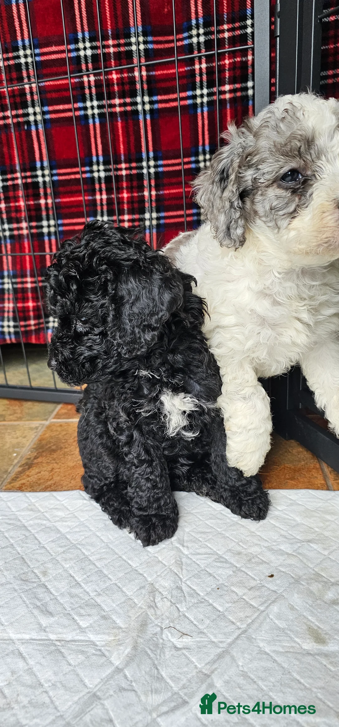 Cockapoo dogs for sale: F1b Cockapoos incl. Merle and Roans - Advert 2