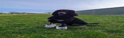 Standard Poodle dogs for stud: FOR STUD NOT SALE! - Advert 9