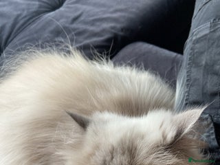 Persian cats 2 beautiful and lively Persians for sale - Advert 1