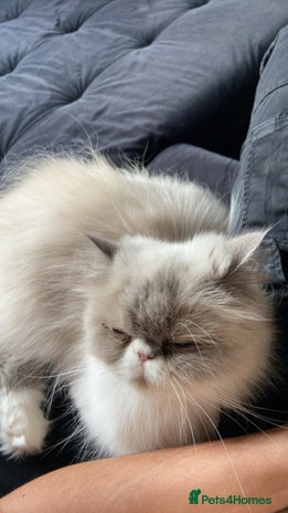 Persian cats 2 beautiful and lively Persians for sale - Advert 1
