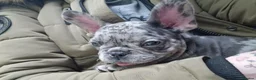 French Bulldog dogs for sale: French bulldog in Bury - Advert 3
