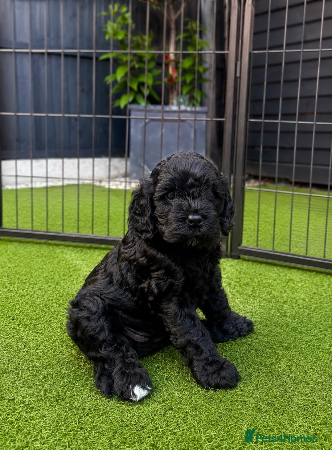 Cavapoo dogs Stunning quality Cavapoo puppies 🐶  - Advert 1