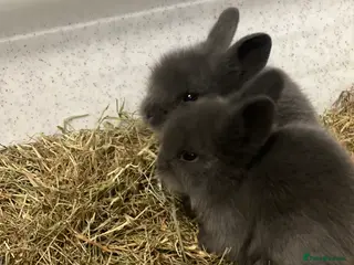 Lionhead rabbits Double Lionhead Baby Rabbits - Advert 13