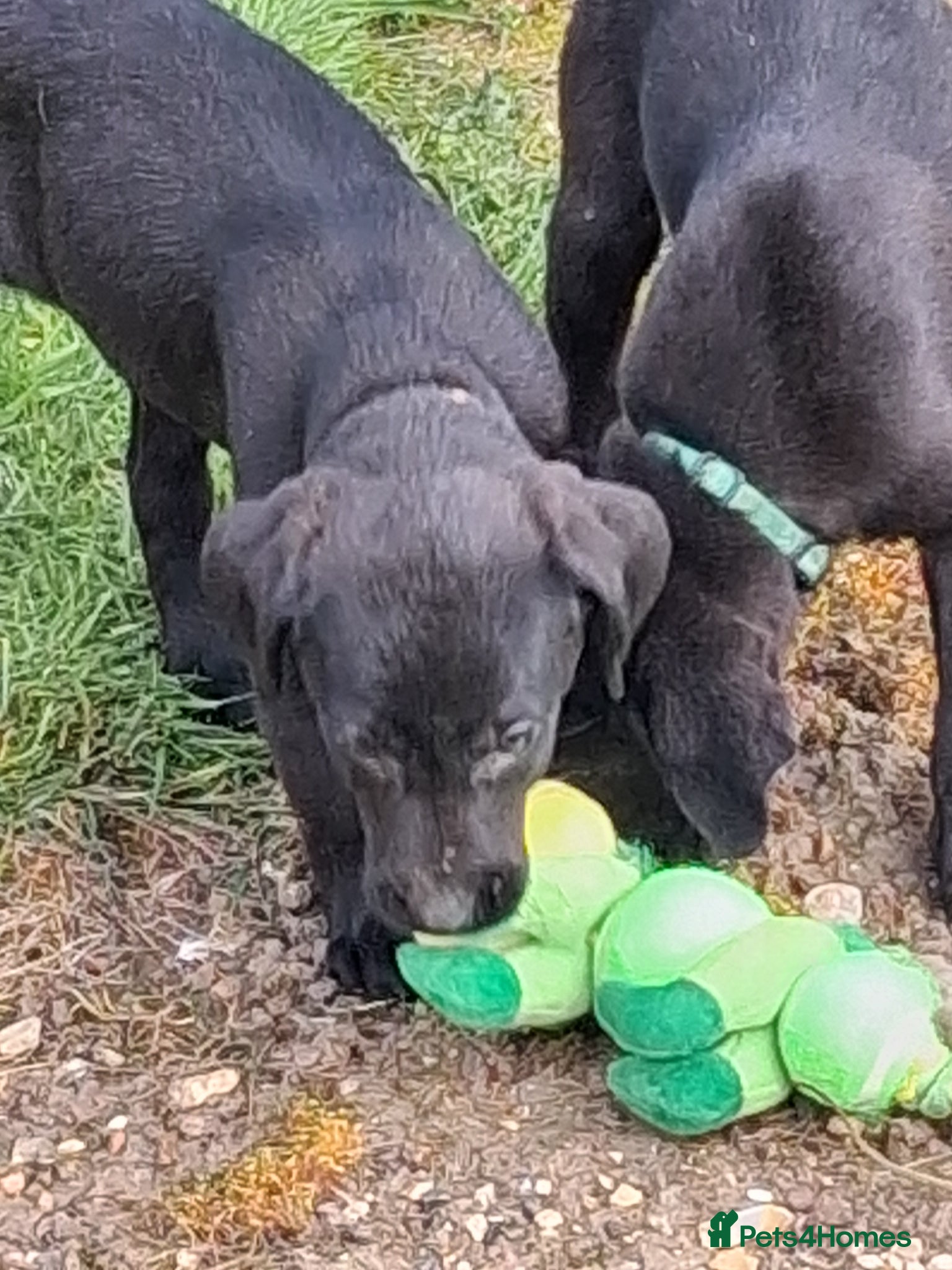 Labrador Retriever dogs Happy healthy pure bred Labrador pups for sale - Advert 2